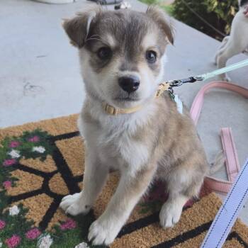 Mixed Breed Dogs Available for Adoption in Buffalo, Minnesota - Mendocino | PetCurious