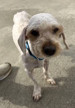 Shih Tzu and Maltese Dogs Available for Adoption - Mochi | PetCurious