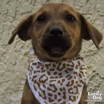 Wanda Wonka -  Labrador Retriever Dog for Adoption in Washington, District Of Columbia - Wanda Wonka | PetCurious
