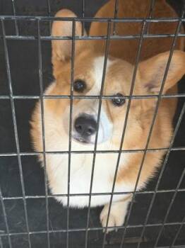 Cardigan Welsh Corgi and Mixed Breed Dogs Available for Adoption in Memphis, Tennessee - Archiebald | PetCurious