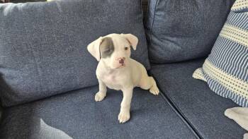 Pit Bull Terrier Dogs Available for Adoption - Linus  | PetCurious