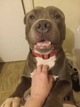 Rescue Terrier Dogs for Adoption in Herndon, Virginia - Westminster | PetCurious