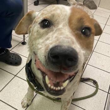 Rescue Mixed Breed Dogs for Adoption in Charleston, West Virginia - Wallace | PetCurious