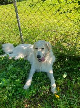 Great Pyrenees Dogs Available for Adoption in New Baltimore, Michigan - Peaches | PetCurious