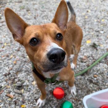 Nacho Libre -  Corgi and Mixed Breed Dog for Adoption in Dayton, Ohio - Nacho Libre | PetCurious