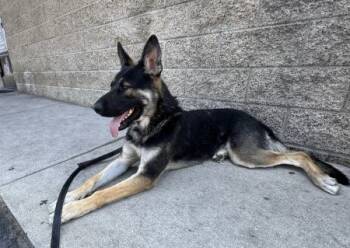 Rescue German Shepherd Dog Dogs for Adoption in Irvine, California - Bravo | PetCurious