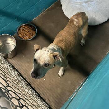 Pit Bull Terrier Dogs Available for Adoption in Austin, Texas - Daisy | PetCurious