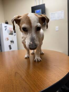 Jack Russell Terrier and Dachshund Dogs Available for Adoption - Paige | PetCurious