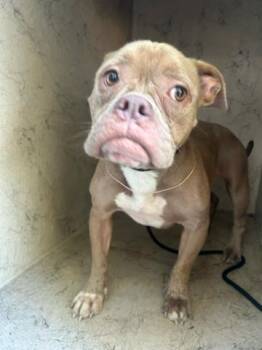 FEYRE -  Mixed Breed Dog for Adoption in West Palm Beach, Florida - FEYRE | PetCurious