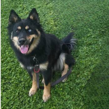 Rescue Siberian Husky and Australian Shepherd Dogs for Adoption in Elk, Washington - Missy | PetCurious