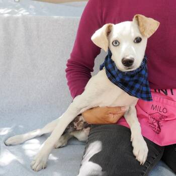 Chihuahua and Mixed Breed Dogs Available for Adoption in Richmond, California - TORO | PetCurious