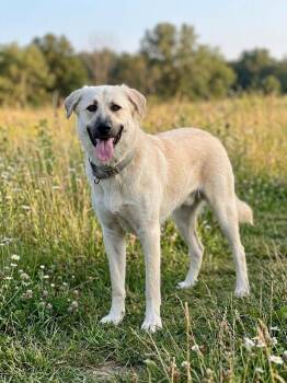 Monte -  Great Pyrenees Dog for Adoption in Lancaster, South Carolina - Monte | PetCurious