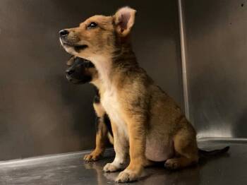 Rescue German Shepherd Dog and Mixed Breed Dogs for Adoption in Rancho Cucamonga, California - UNKNOWN | PetCurious