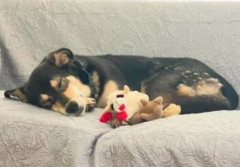 Melody -  German Shepherd Dog and Mixed Breed Dog for Adoption in Portola, California - Melody | PetCurious
