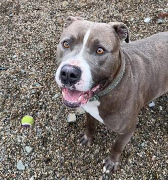 Pit Bull Terrier Dogs Available for Adoption in Rochester, Indiana - BLUE | PetCurious