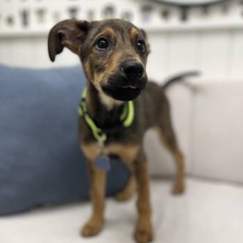 Shepherd and Mixed Breed Dogs Available for Adoption - Jukebox | PetCurious