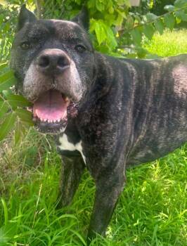 Sue -  Cane Corso and Dogo Argentino Dog for Adoption in Larkspur, Colorado - Sue | PetCurious