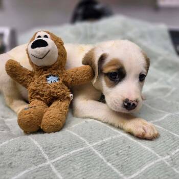 Archer -  Boxer and Great Pyrenees Dog for Adoption in Willingboro, New Jersey - Archer | PetCurious