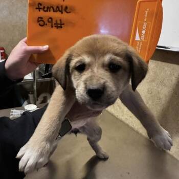 Yellow Labrador Retriever Dogs Available for Adoption - Judy | PetCurious