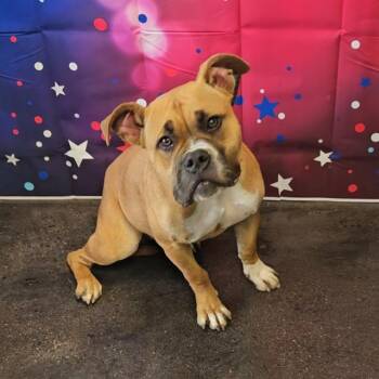 Boxer Dogs Available for Adoption in Wylie, Texas - A011191 | PetCurious