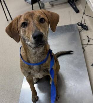 Plott Hound and Mixed Breed Dogs Available for Adoption - MAUDE | PetCurious