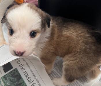 Rescue Shepherd Dogs for Adoption in Winnipeg, Manitoba - Hallow | PetCurious