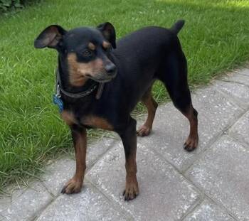 Jag -  Jack Russell Terrier Dog for Adoption in San Tan Valley, Arizona - Jag | PetCurious