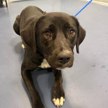 Mixed Breed Dogs Available for Adoption in Greensboro, North Carolina - Zoey | PetCurious