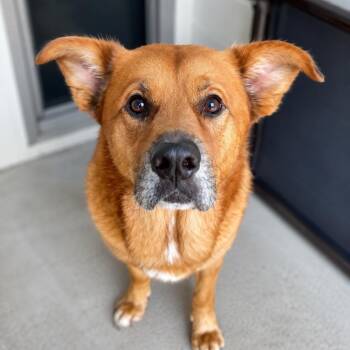 Rusty A Calm & Gentle Soul, Snuggles, Good w/Dogs, Scared of Fen -  Retriever and Labrador Retriever Dog for Adoption in Houston, Texas - Rusty A Calm & Gentle Soul, Snuggles, Good W/Dogs, Scared Of Fen | PetCurious
