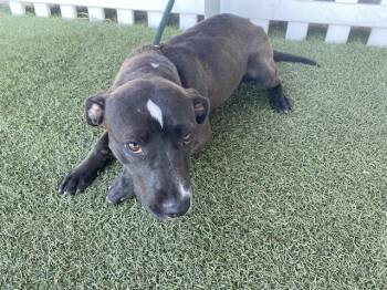 Pit Bull Terrier Dogs Available for Adoption - A608638 | PetCurious
