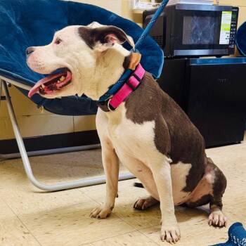 EVIE -  American Staffordshire Terrier and Mixed Breed Dog for Adoption in Lucedale, Mississippi - EVIE | PetCurious