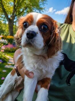 Cavalier King Charles Spaniel Dogs Available for Adoption - Lucy | PetCurious