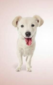 Australian Shepherd and Mixed Breed Dogs Available for Adoption in Evergreen, Colorado - Jewel | PetCurious