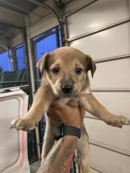Mixed Breed Dogs Available for Adoption - JELLY BEAN | PetCurious