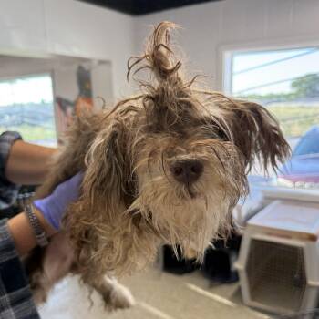 Whip -  Schnauzer Dog for Adoption in Blue Springs, Missouri - Whip | PetCurious