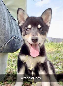 Australian Shepherd Dogs Available for Adoption in Austin, Texas - Wrangler | PetCurious