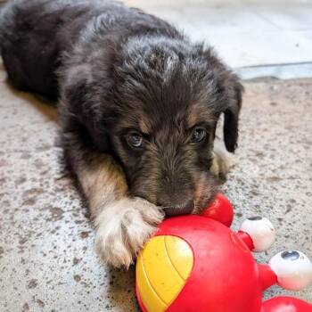 Bernese Mountain Dog and Labrador Retriever Dogs Available for Adoption in Ottawa Hills, Ohio - Melvin | PetCurious