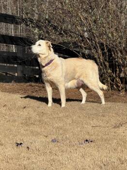 Golden Retriever and Labrador Retriever Dogs Available for Adoption - Lily | PetCurious