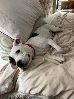 Sam & Izzy -  Pit Bull Terrier Dog for Adoption in Germantown, Ohio - Sam & Izzy | PetCurious