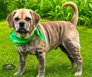 Wiley -  Mixed Breed Dog for Adoption in Grayling, Michigan - Wiley | PetCurious