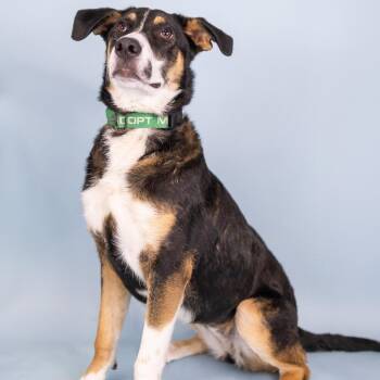 Harlow -  Mixed Breed Dog for Adoption in Portland, Oregon - Harlow | PetCurious