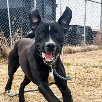 Boxer Dogs Available for Adoption - Donovan | PetCurious