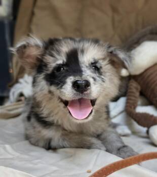 Pookoo -  Australian Shepherd Dog for Adoption in Cleveland, Texas - Pookoo | PetCurious