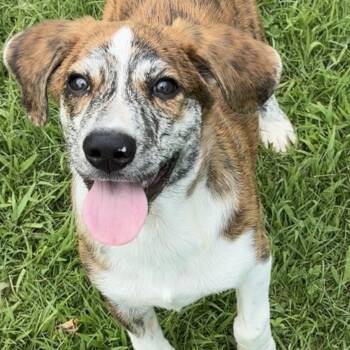 Toast -  Hound and Mixed Breed Dog for Adoption in Pelham, New Hampshire - Toast | PetCurious