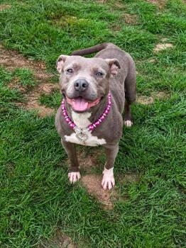 Pit Bull Terrier Dogs Available for Adoption in Douglas, Georgia - Blair | PetCurious