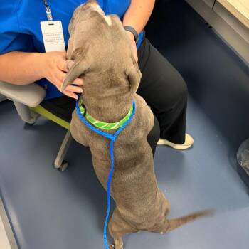 Pringle -  Pit Bull Terrier Dog for Adoption in Greensboro, North Carolina - Pringle | PetCurious