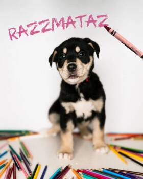 Mixed Breed Dogs Available for Adoption - Razzmataz (Razz) | PetCurious