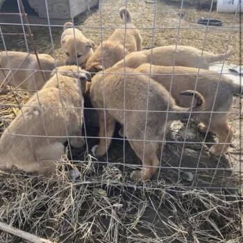 Great Pyrenees Dogs Available for Adoption - Frosted Flakes | PetCurious