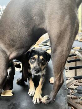Rescue Australian Shepherd and Wirehaired Pointing Griffon Dogs for Adoption in Dallas, Texas - Buttercup J | PetCurious