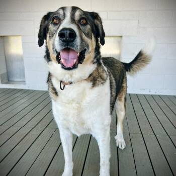 Shepherd and Canaan Dog Dogs Available for Adoption - Buddy | PetCurious